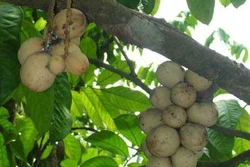 Những lưu ý khi trồng cây bòn bon