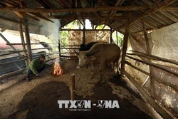 Điện Biên khẩn trương phòng, chống rét cho vật nuôi