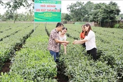 Thái Nguyên đưa cây chè trở thành thế mạnh kinh tế