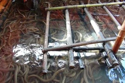 Nuôi lươn trong bể cho thu nhập cao