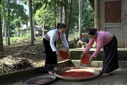 Mùa dổi bội thu đem lại giá trị kinh tế cho người dân vùng cao