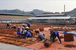 Yên Bái hướng tới sản xuất quế hữu cơ