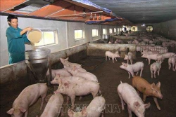 Bộ Nông nghiệp và Phát triển nông thôn khuyến cáo biện pháp chăn nuôi an toàn sinh học