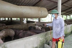 Quảng Bình kiểm soát chặt dịch lở mồm long móng trên đàn trâu, bò