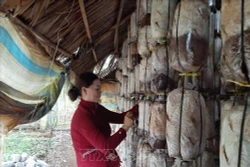 Bà Rịa-Vũng Tàu: Trồng nấm giúp nông dân tăng thu nhập