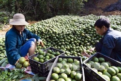 Kỹ thuật trồng và chăm sóc cây cam sành