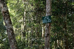 Đắk Nông có nhiều ưu đãi, hỗ trợ bảo vệ, phát triển rừng bền vững