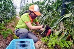 Trồng ớt khủng làm "trái cây"