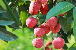 Kỹ thuật trồng cây vải thiều cho năng suất cao nhất hiện nay