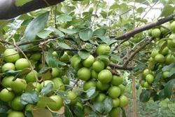 Kỹ thuật trồng và chăm sóc cây táo đúng cách