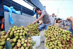 Vải lai trứng Phù Cừ được mùa, được giá