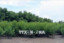 Kiên Giang khôi phục rừng phòng hộ ven biển
