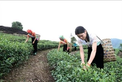 Nguy cơ mất thương hiệu vùng chè chất lượng cao ở Lai Châu