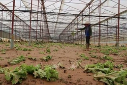 Vùng lúa Cát Tiên khắc phục hậu quả lũ lịch sử