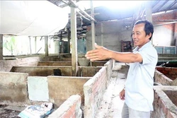 Yên Bái khuyến cáo người dân chưa vội tái đàn ồ ạt dù giá lợn tăng cao
