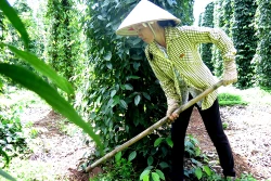 Đồng Nai: Đồng bào dân tộc phát triển trồng hồ tiêu mang lại thu nhập cao