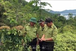 Quảng Nam ứng dụng công nghệ trong quản lý, bảo vệ rừng