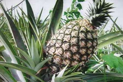 Kỹ thuật nhân giống vô tính dứa Cayen