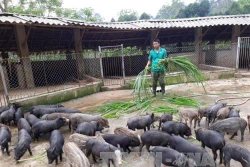 Kỹ thuật chọn lợn rừng giống