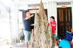Sướng mắt ở làng trầm Phú Hội 
