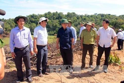 Vụ phá rừng quy mô lớn tại Bình Định: Kỷ luật một số cán bộ, nhân viên kiểm lâm