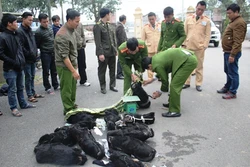 Hà Tĩnh: bắt xe khách chở 12 cá thể voọc không rõ nguồn gốc xuất xứ