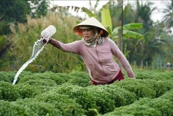 Hạn mặn “uy hiếp” 11 triệu sản phẩm hoa cảnh Tết