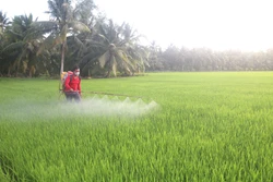 Nông dân Trà Vinh chăm sóc lúa. Ảnh: Thanh Hòa - TTXVN