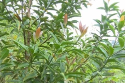 Kỹ thuật trồng cây bời lời đỏ