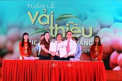 Để vải thiều Bắc Giang rộng đường xuất khẩu