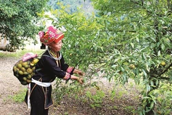 Nông dân Lạng Sơn học tập và làm theo lời Bác