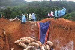 Các địa phương chủ động phòng, chống dịch tả lợn châu Phi