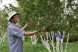 Khôi phục vùng quýt hồng Lai Vung
