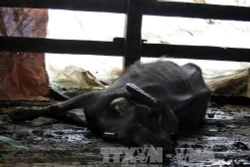 Yên Bái có gần 190 con gia súc bị chết rét
