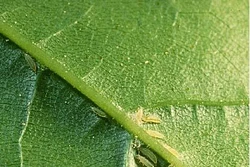 Cách phòng trị bọ trĩ, bù lạch gây hại ở cây trồng
