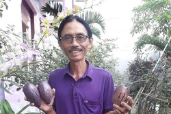 Dưa hấu tí hon màu tím sẽ ra thị trường tết