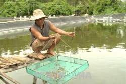 Nhiều mô hình chăn nuôi hiệu quả, hướng tới sản phẩm siêu sạch ở Quảng Ngãi