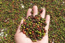 Quảng Trị sản xuất hồ tiêu đạt tiêu chuẩn của Mỹ và châu Âu