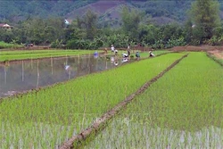 Dân vận khéo giúp người dân Mường La ổn định cuộc sống