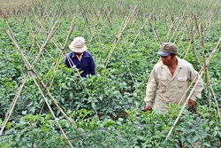 Công bố cách phòng, trừ bệnh xoăn lá trên cây cà chua
