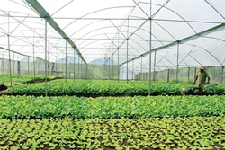 Làm giàu từ 1,4 sào trồng rau sạch