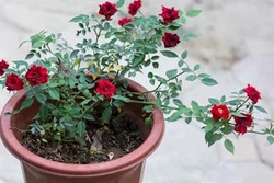 Vài bước chăm sóc hoa hồng trồng chậu để hoa nở đúng dịp Tết