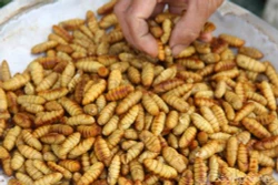 Tằm - đặc sản hút khách ở một làng nghề xứ Nghệ