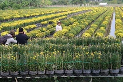 Đồng Tháp gắn sản xuất nông nghiệp công nghệ cao với phát triển du lịch