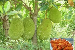 Trồng cây mít ruột đỏ cho năng suất vượt trội và được giá