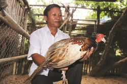 Kỹ thuật nuôi chim trĩ