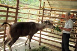 Đà Lạt có thung lũng nai vàng