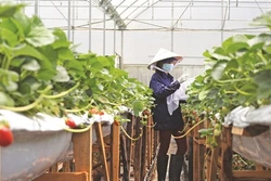 Hiệu quả từ mô hình trồng dâu tây ở Lạc Dương