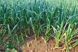 Kỹ thuật trồng và bón phân cho cây tỏi