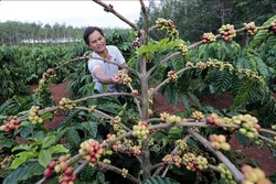Nông nghiệp Tây Nguyên thích ứng với biến đổi khí hậu (Bài 4)